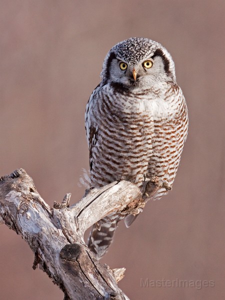 IMG_0204c.jpg - Northern Hawk-Owl (Surnia ulula)
